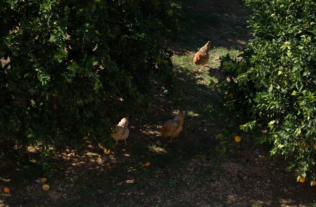 chickens on the farm where the cooking class takes place