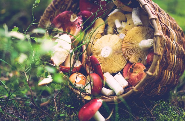 basket full of fresh mushrooms