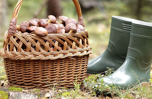 Nafplion Mushroom Hunting Tour: Mushroom hunting tour, wicker basket full of fresh mushrooms