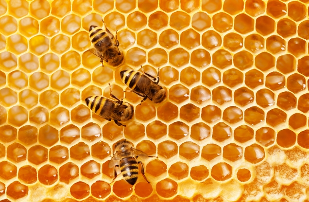 bees on honeycomb with honey