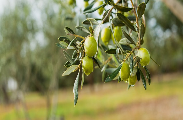 twigs with green olives