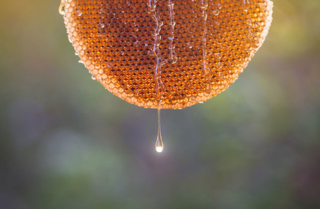 Μελισσοκομία: κυψέλη με μέλι να τρέχει